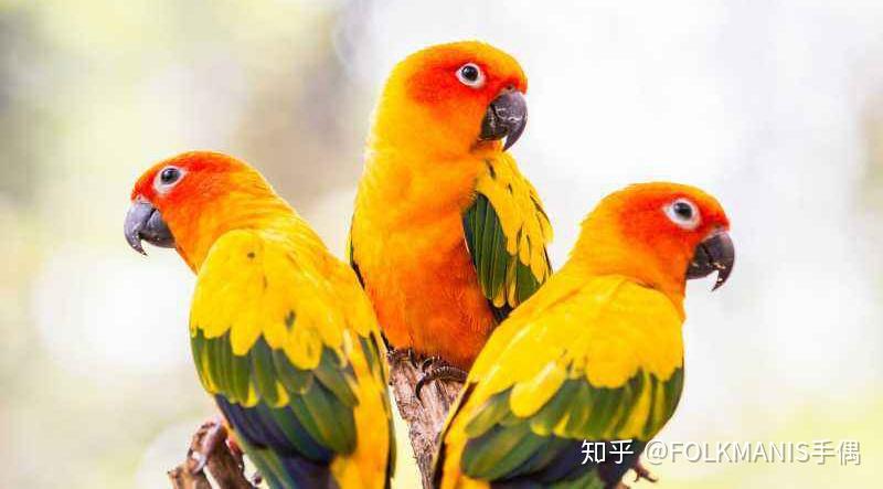 多嘴多舌,高颜值的它们其实是素食主义者?