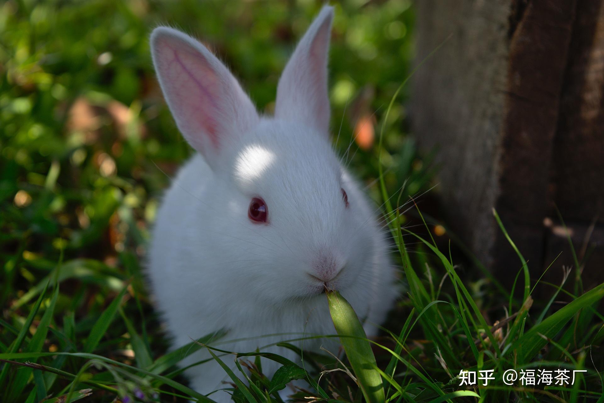 卯兔·生肖中的兔文化 - 知乎