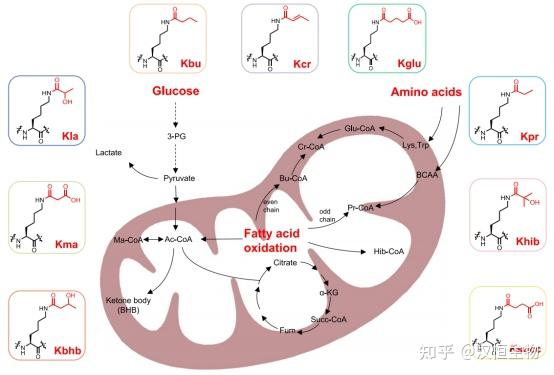 蛋白质翻译后修饰(PTM)|其他酰化类修饰 - 知乎
