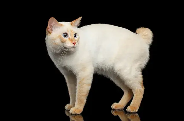 短尾猫的尾巴图片