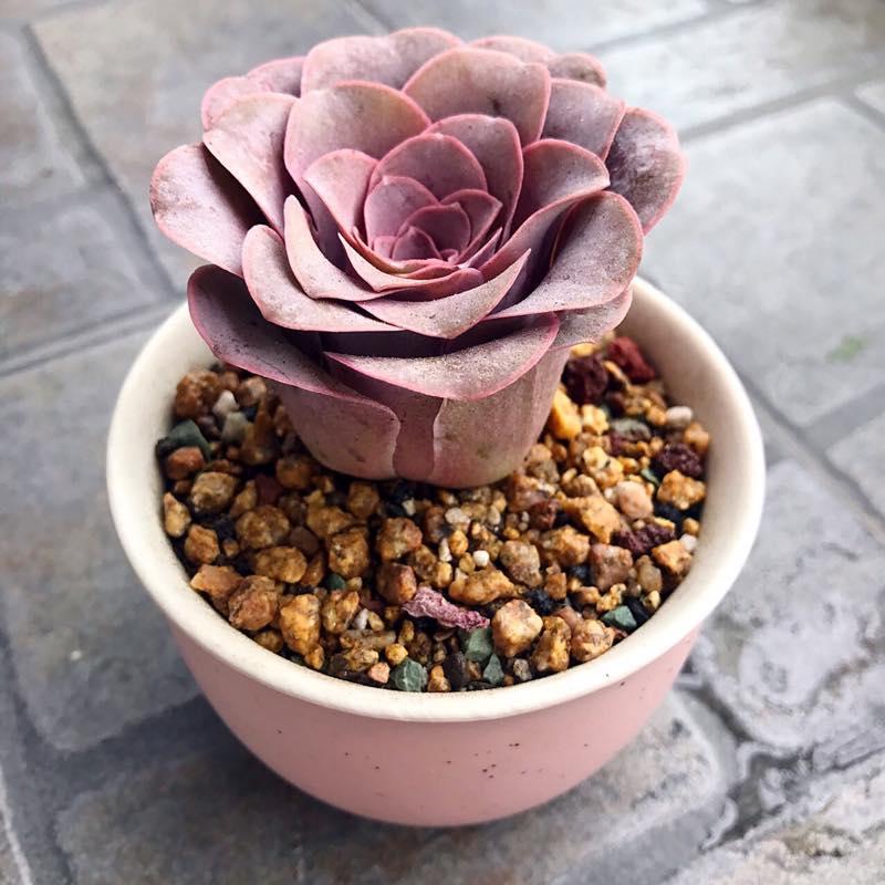 多肉荣耀之—我的王者多肉