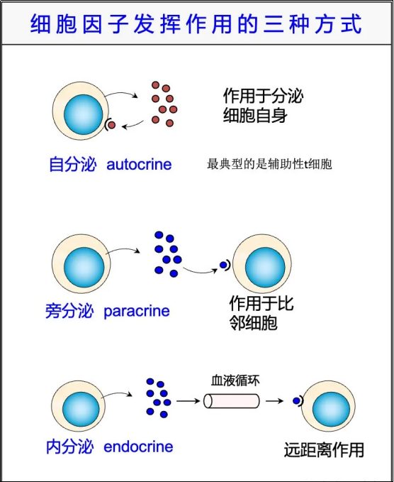 52 种细胞因子总结表 - 知乎