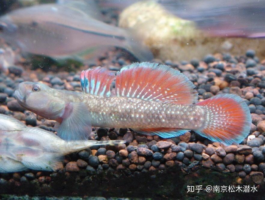 蝦虎魚是世界上壽命最短的脊椎動物,一般存活2～3年最多4年.