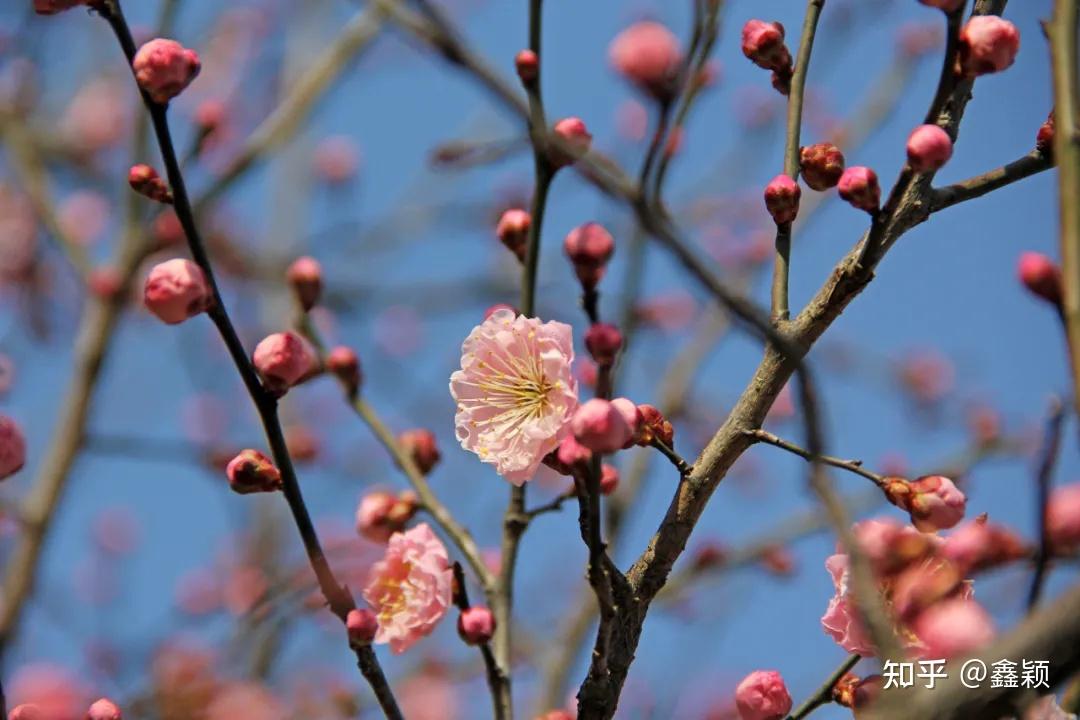 照水朱砂梅图片