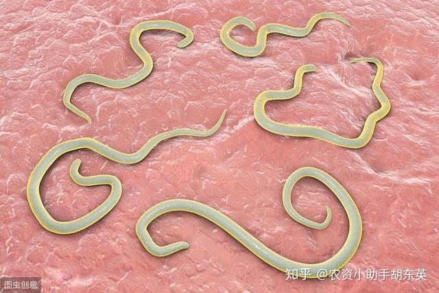 根结线虫用什么药大棚根结线虫的防治根结线虫用什么灌根好