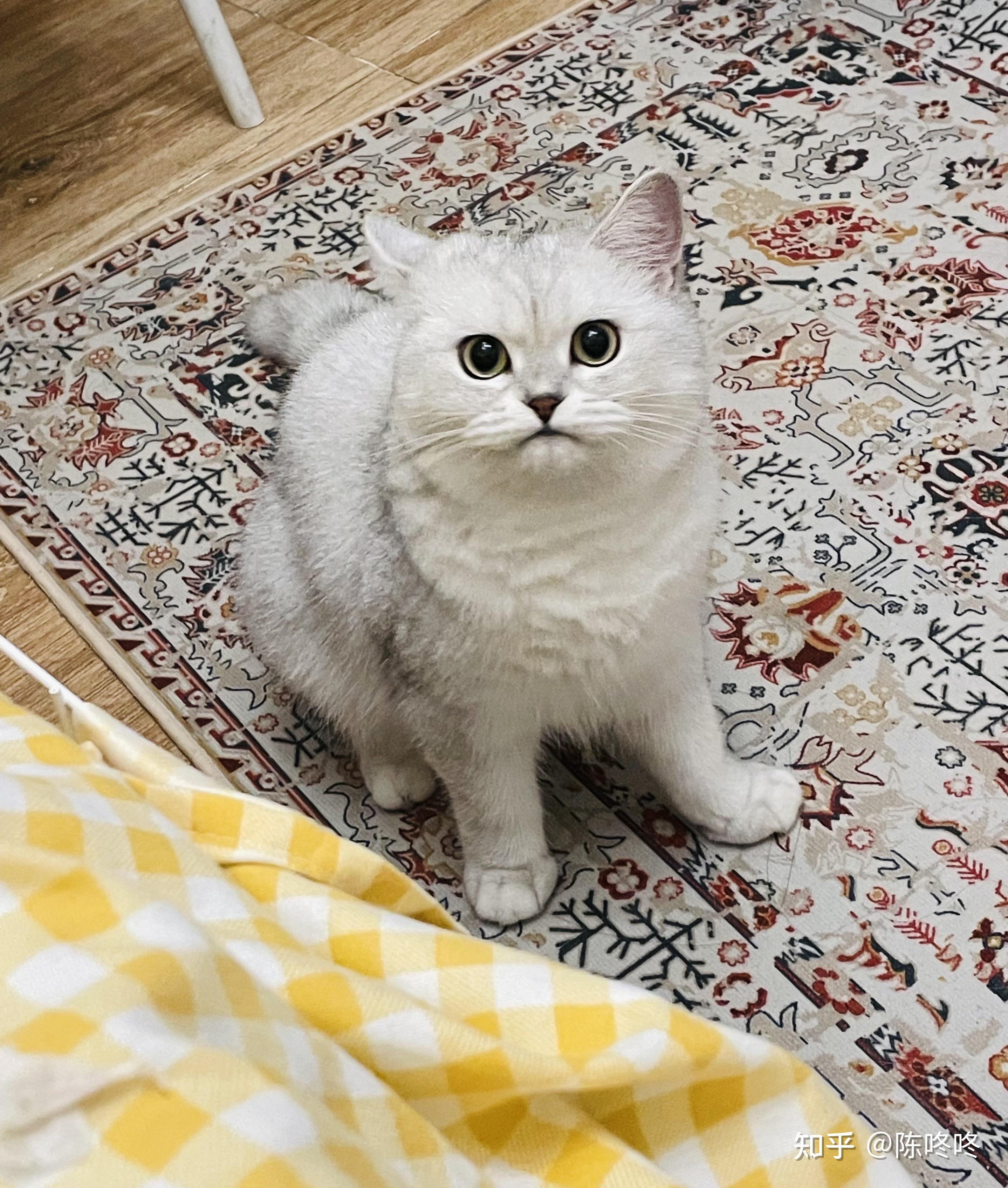 银渐层母猫一周岁了47斤是不是太瘦了啊