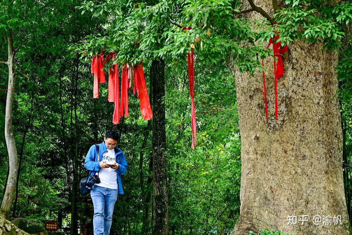 重庆发现世界最大的千年金丝楠木群，树王超1500年，你知道吗？ - 知乎