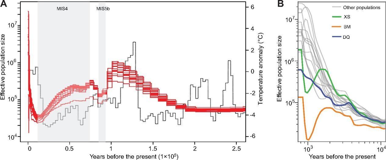 Population Genomics Provide Insights into the Evolution and Adaptation ...
