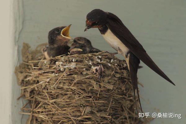 我国燕子每年都要飞到南方过冬,而“南方”究竟是哪里? - 知乎