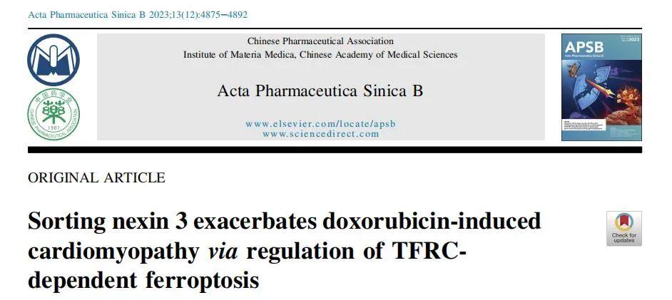 IF 14.5：中山大学药学院刘培庆/路静团队揭示SNX3-TFRC-铁死亡轴正向调控dox诱导的心肌病 - 知乎