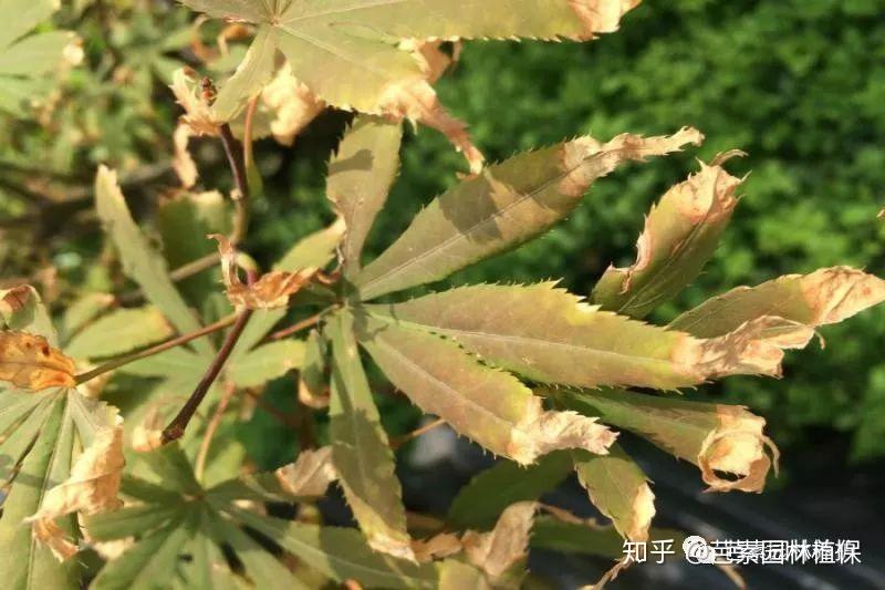 每年五六月份红枫叶片总是出现焦枯卷叶现象到底是何故