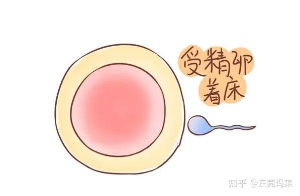受精卵着床成功的3个信号 - 知乎