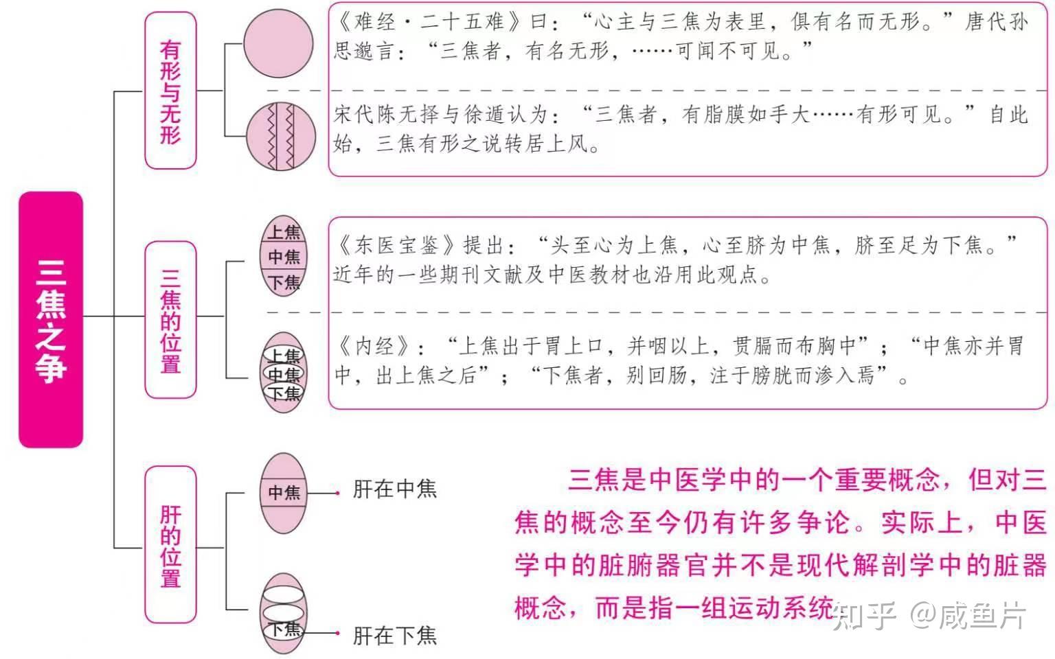 中医里的三焦是什么？具体有哪些作用？ - 知乎
