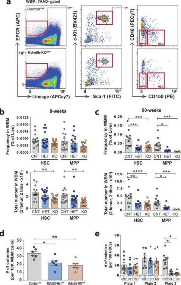 一文带你了解Kdm6b基因敲除小鼠——神经、造血系统疾病研究的好帮手 - 知乎