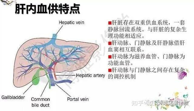 肝脏接受肝动脉和门静脉双重血供