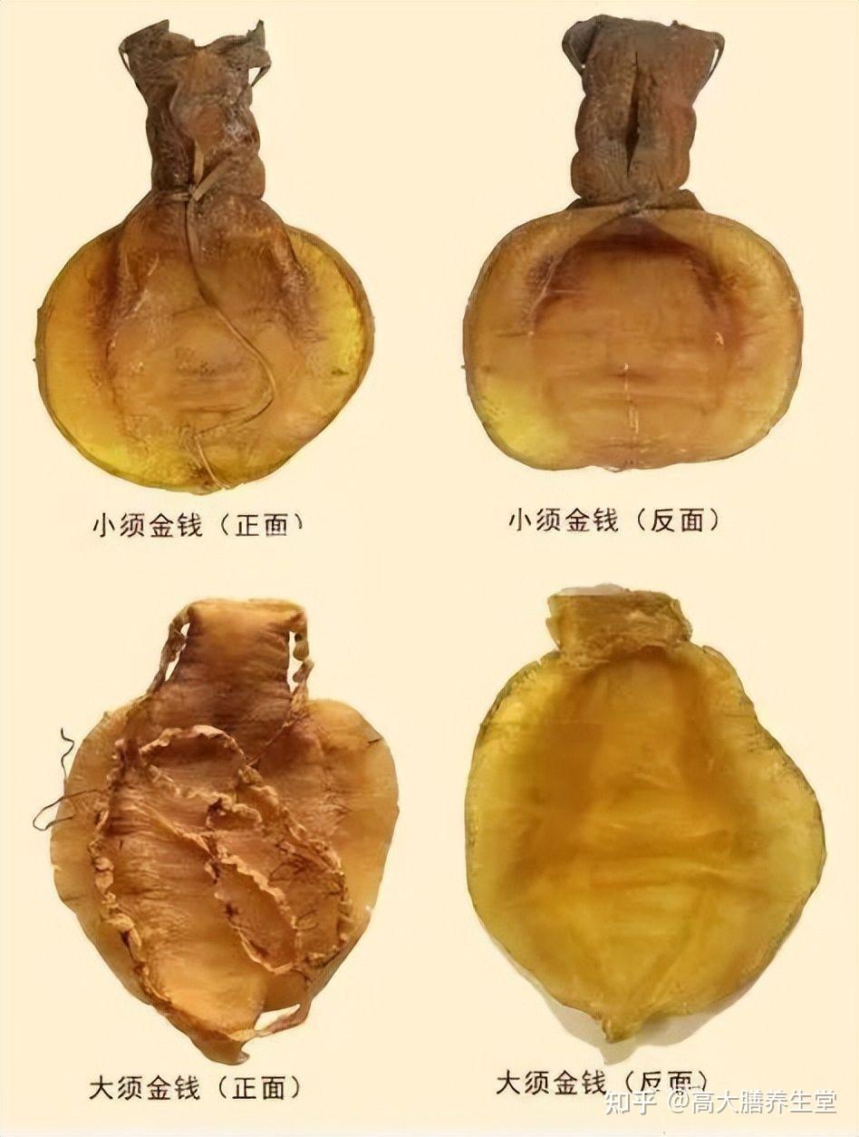 五大名胶之——金钱鳘鱼胶,号称鱼胶届的"劳斯莱斯"!
