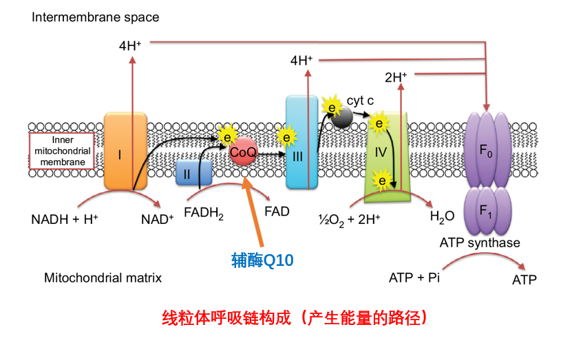 尤其是抗老方面,抗氧化成分能够直接中和掉有害的自由基,防止胶原蛋白