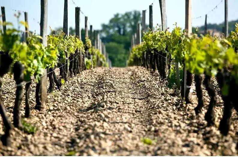 最受葡萄树欢迎的土壤——贫瘠的土壤