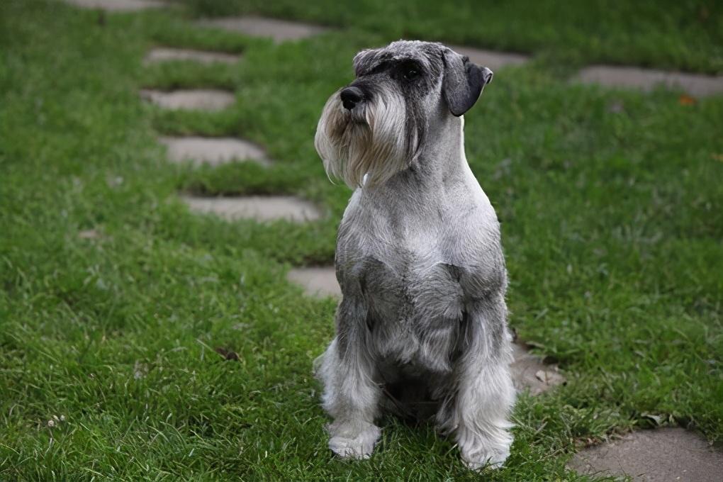 二,雪纳瑞不单只有小体型