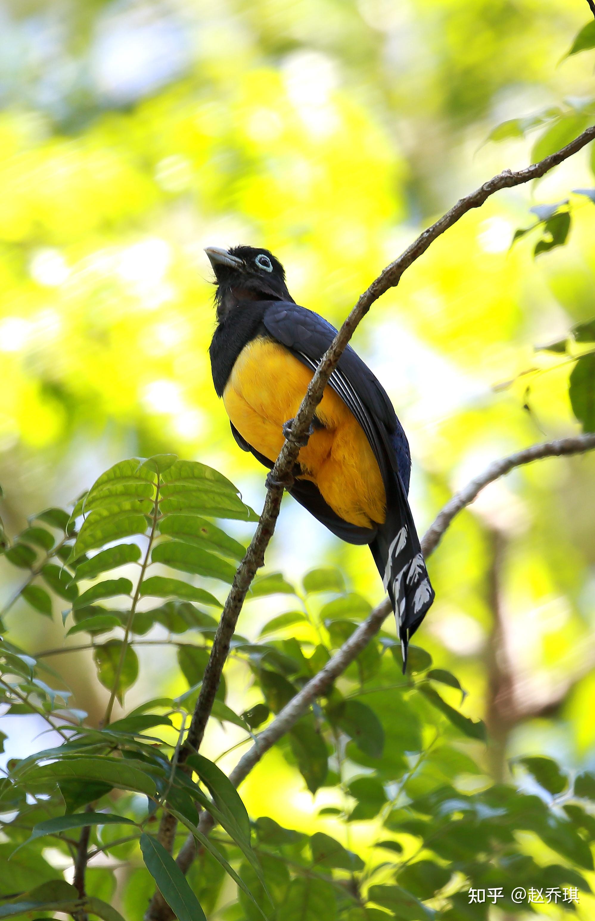 雀黄鴷雀危地马拉鸟种统计:39种非雀形目:眼斑火鸡,灰颈林秧鸡,红地鸠
