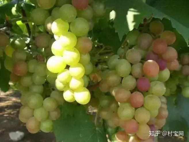 夏黑葡萄怎样更好着色?了解这几点很关键 - 知乎
