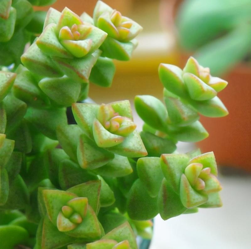 多肉界的满天星新手也能轻易养爆盆