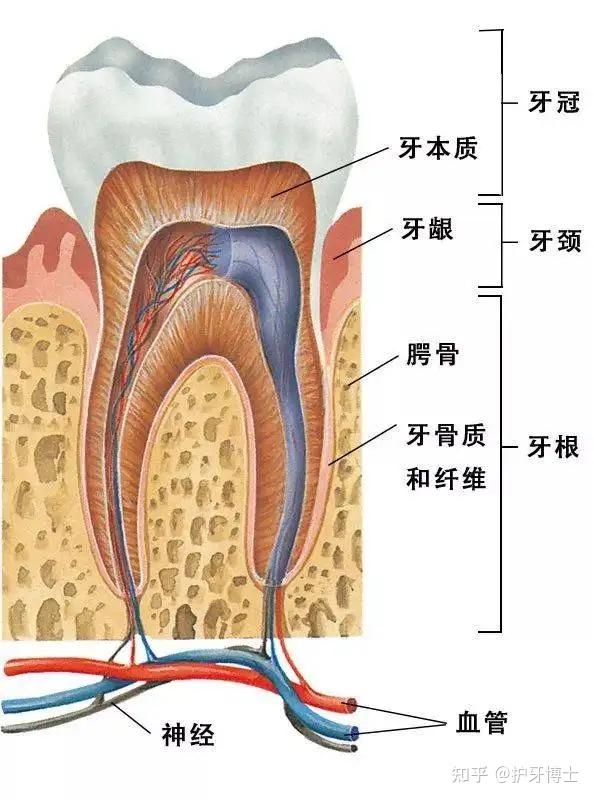 牙周组织模式图图片