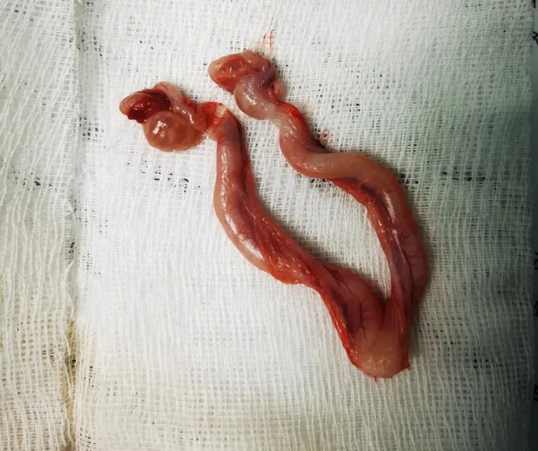 母猫子宫蓄脓手术5000图片