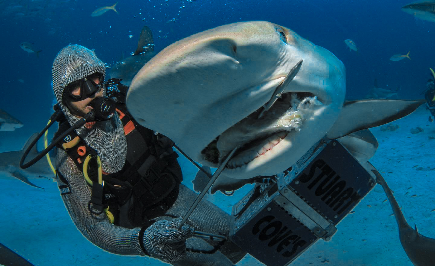 可以在陆地行走的鲨鱼?