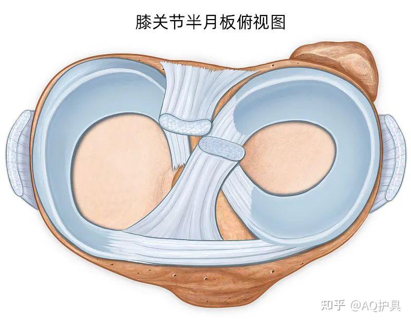 半月板的解剖图片