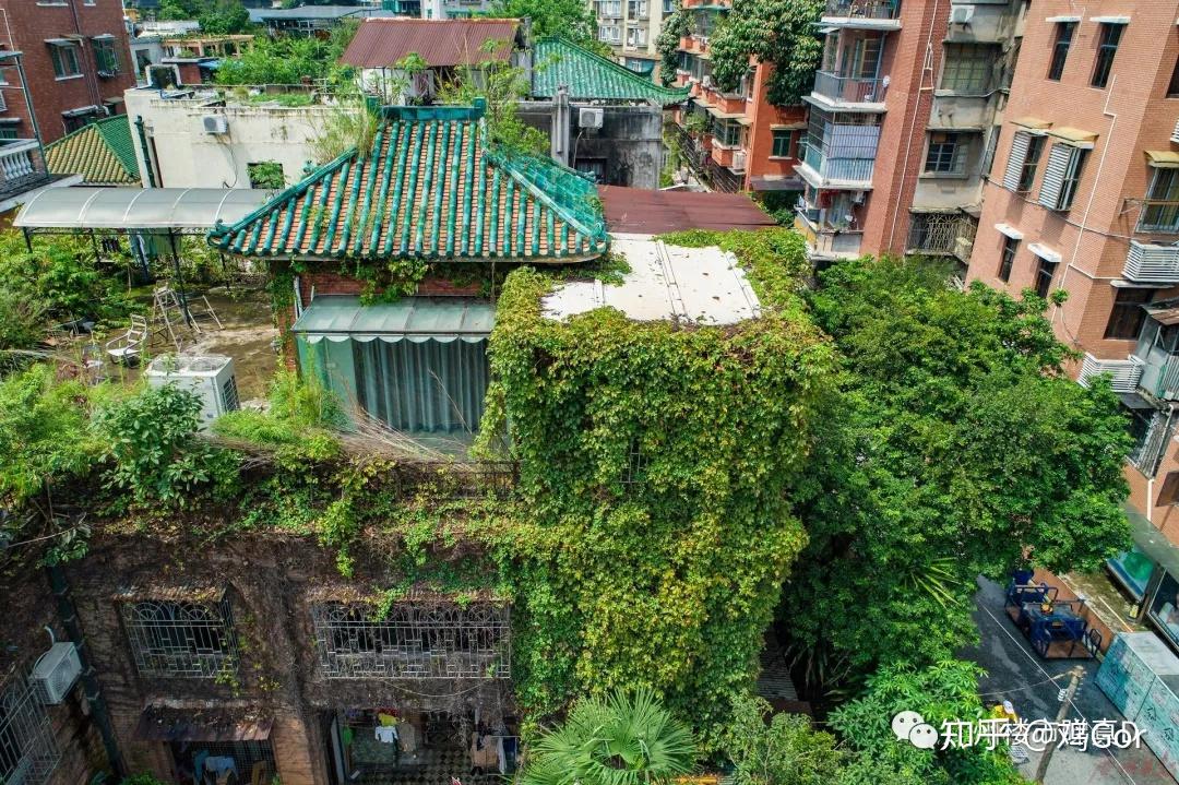 家家户户在屋顶摆放花草,东山口民居,在《广州市节能降碳第十三个五年