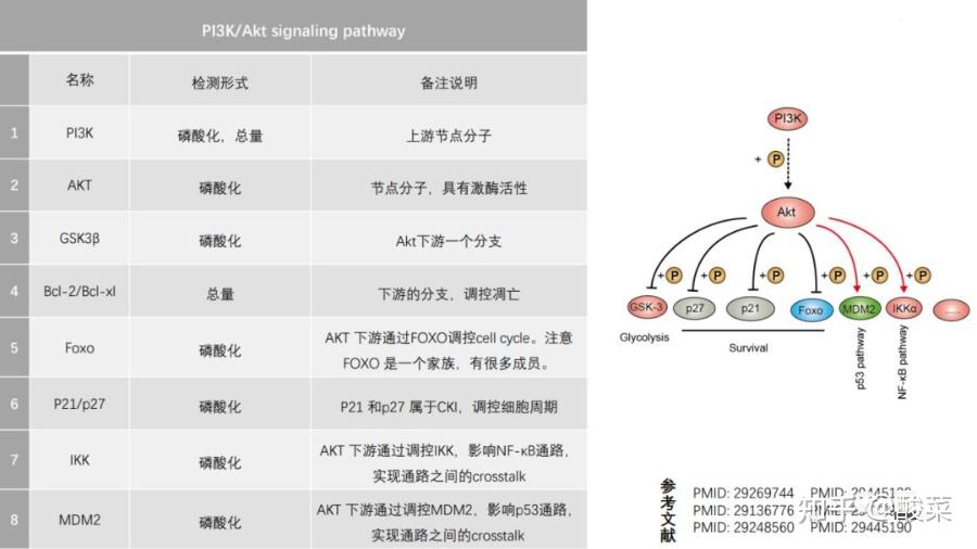 什么是磷脂酰肌醇信号通路 知乎