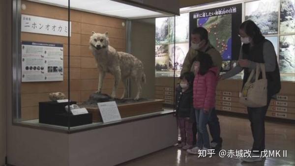 和歌山博物馆展示日本狼标本 知乎