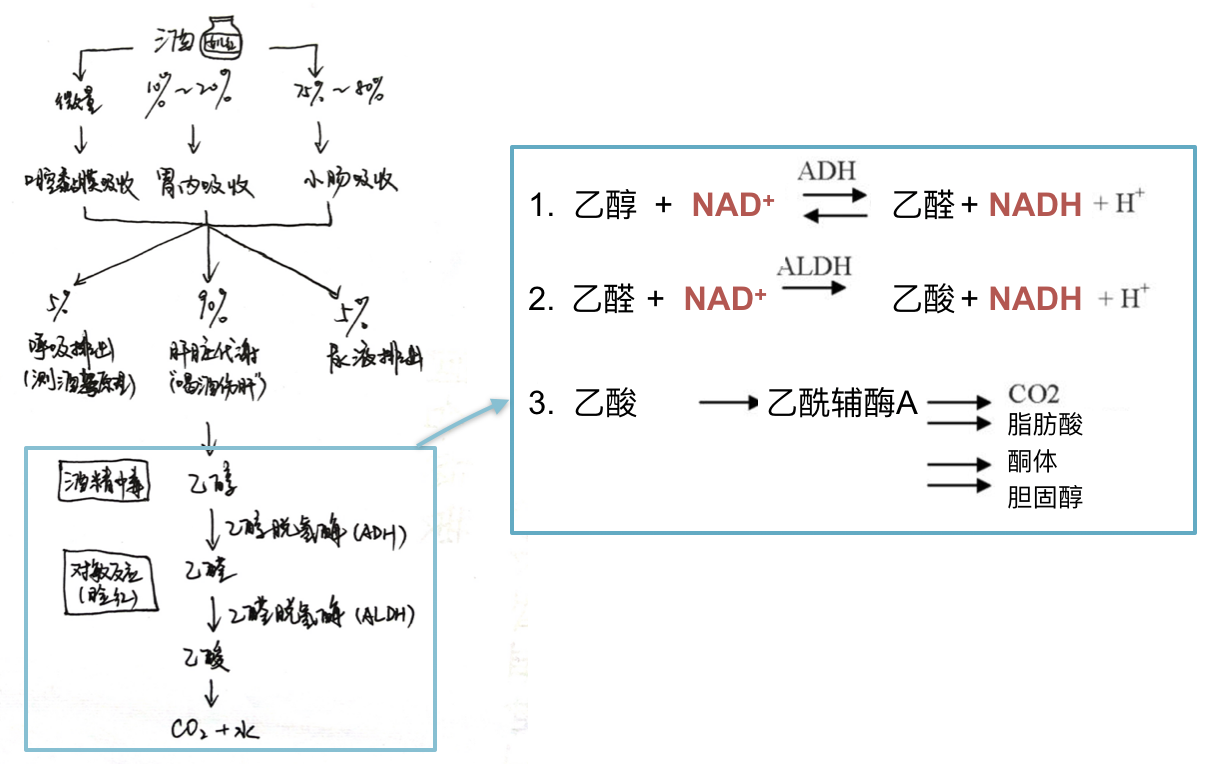 酒精代谢过程图图片