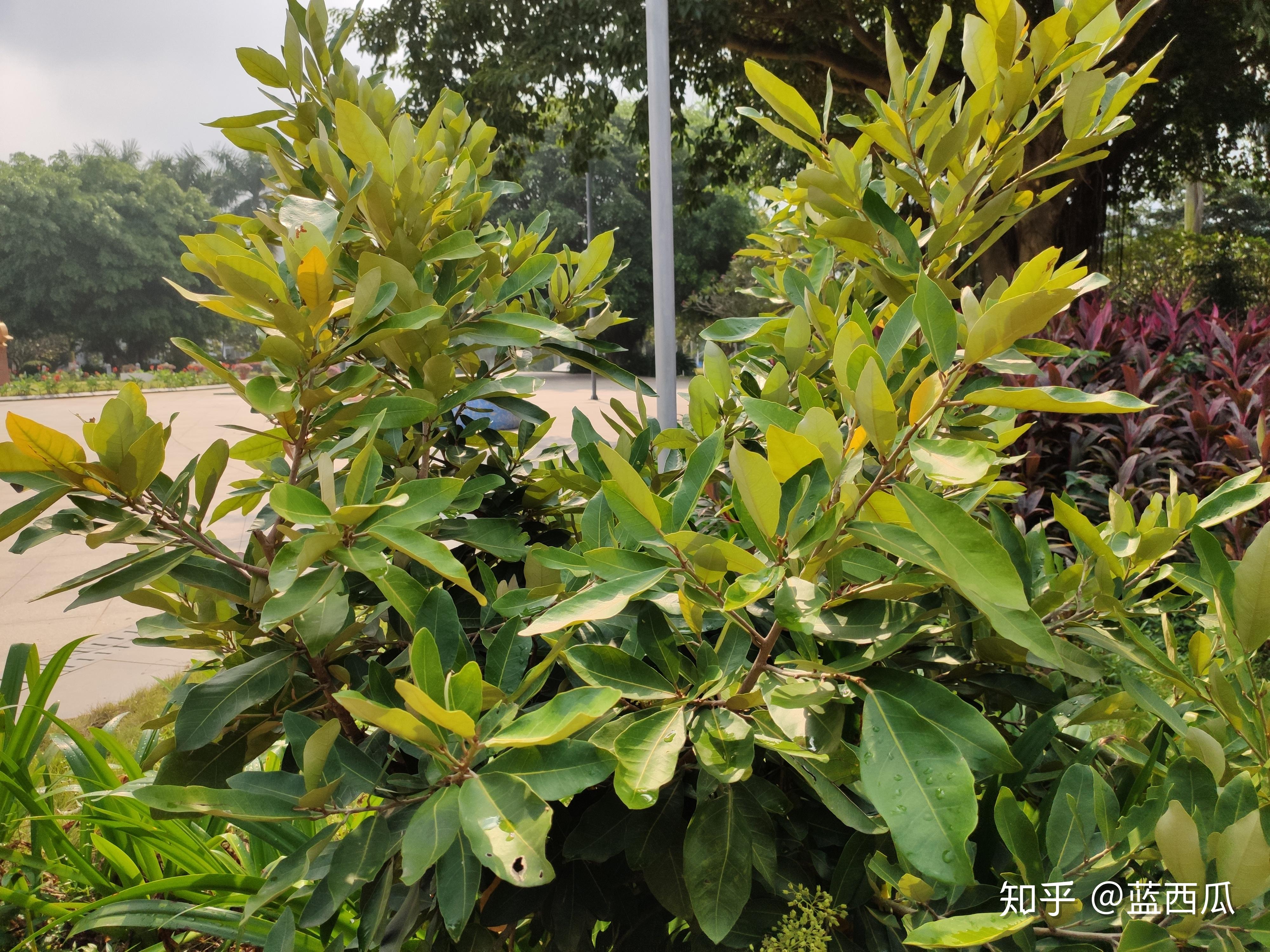 半红树植物(梧桐科) - 知乎