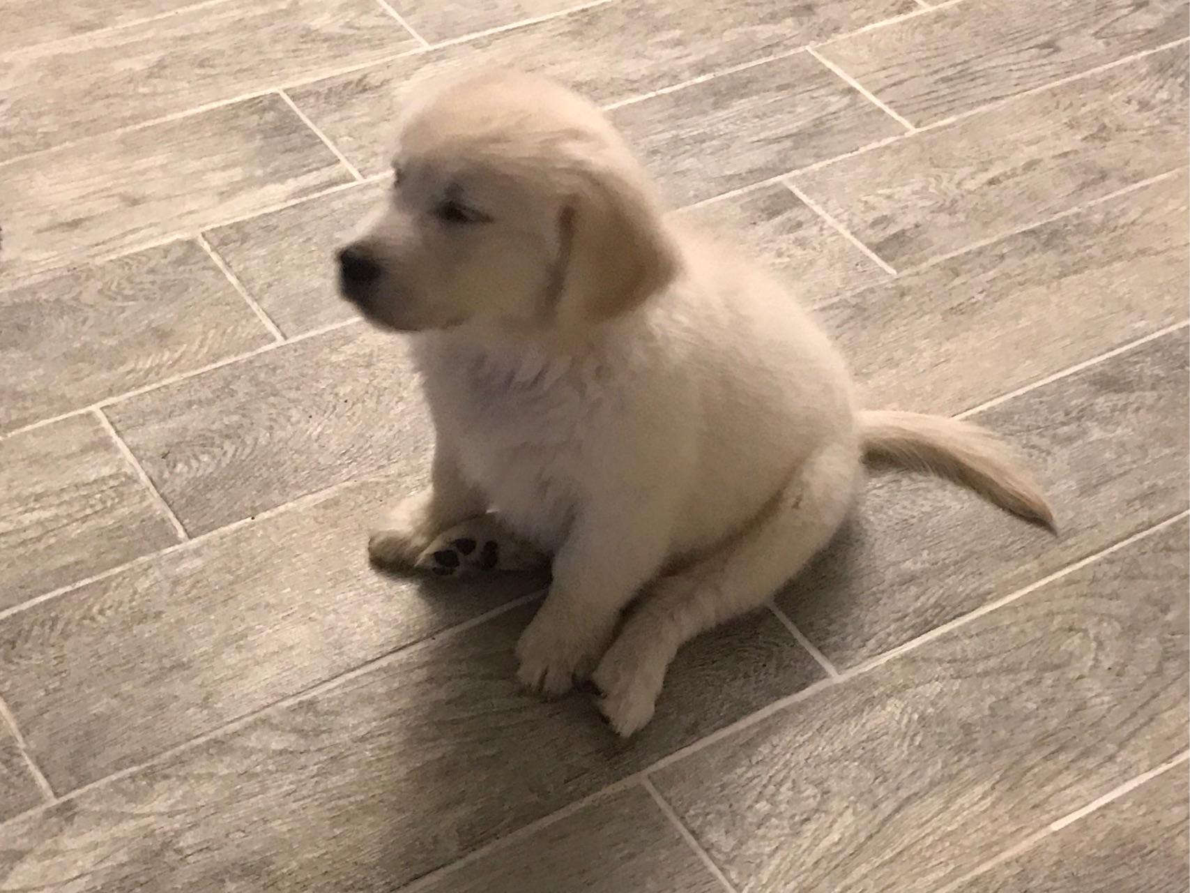 两个半月的金毛,给它喂食生肉还是熟肉? - 狗