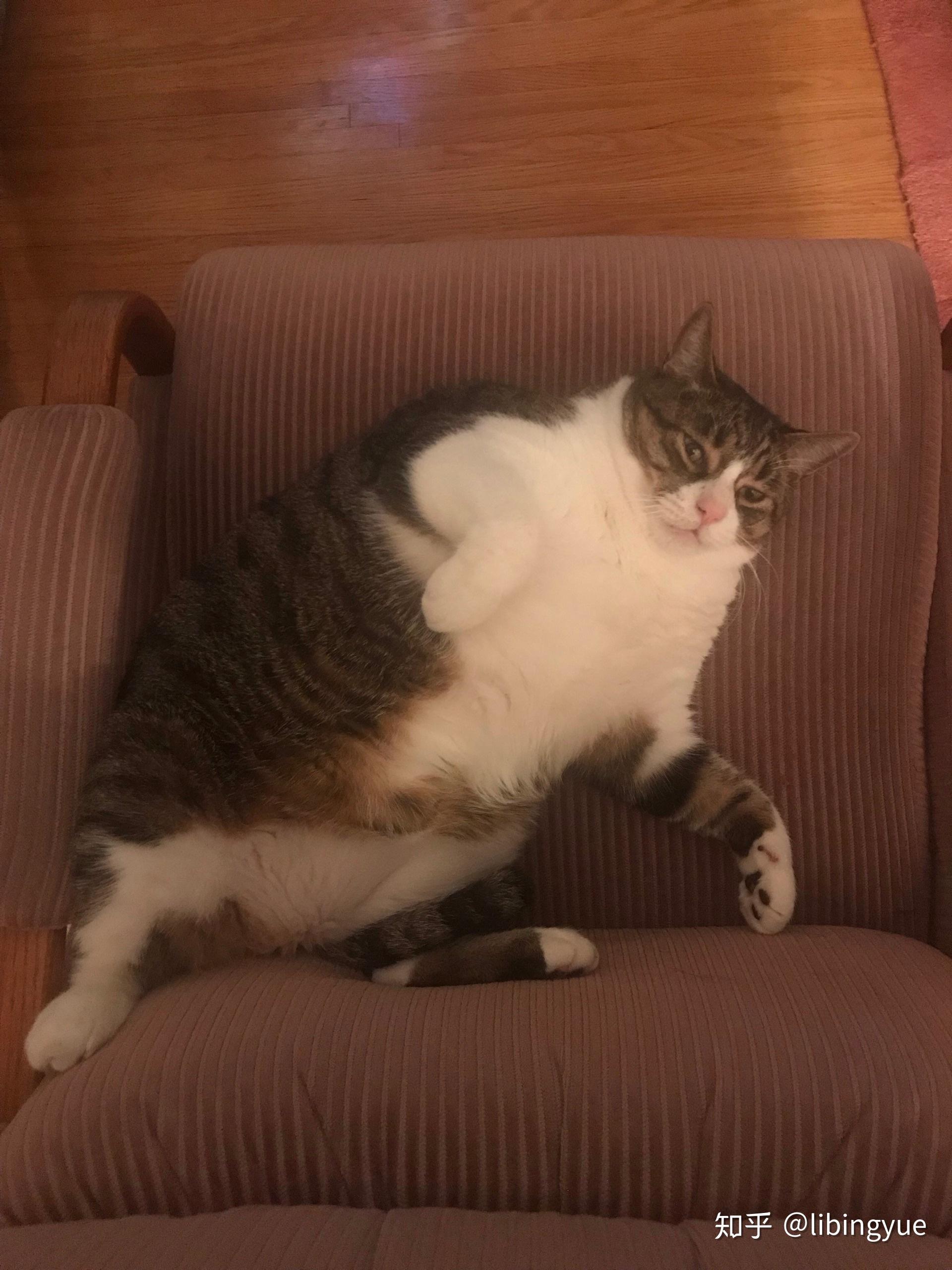 猫很大很胖是一种怎样的体验