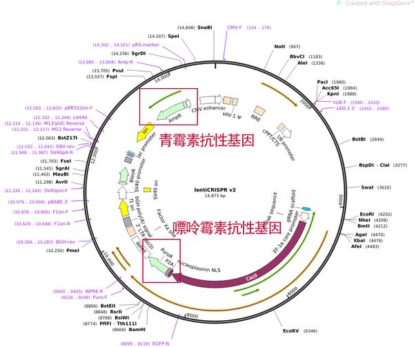 基因编辑中常用的慢病毒质粒,同时携带青霉素和嘌呤霉素抗性基因