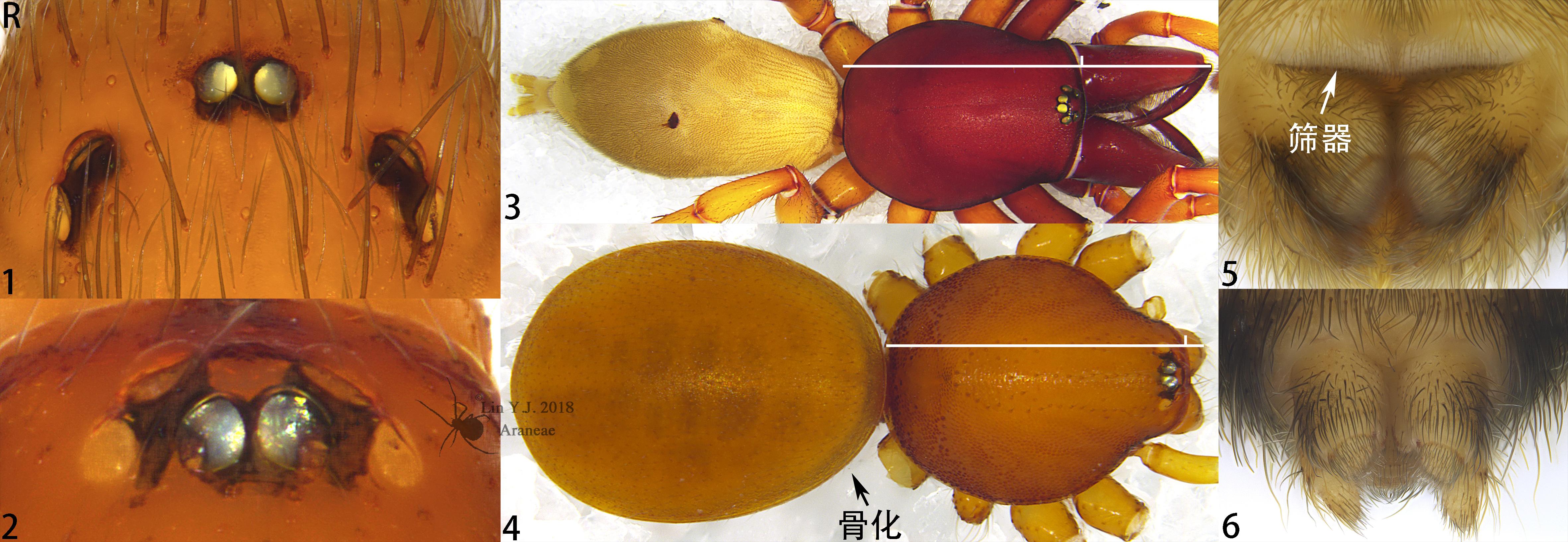 中国蜘蛛目araneae检索表