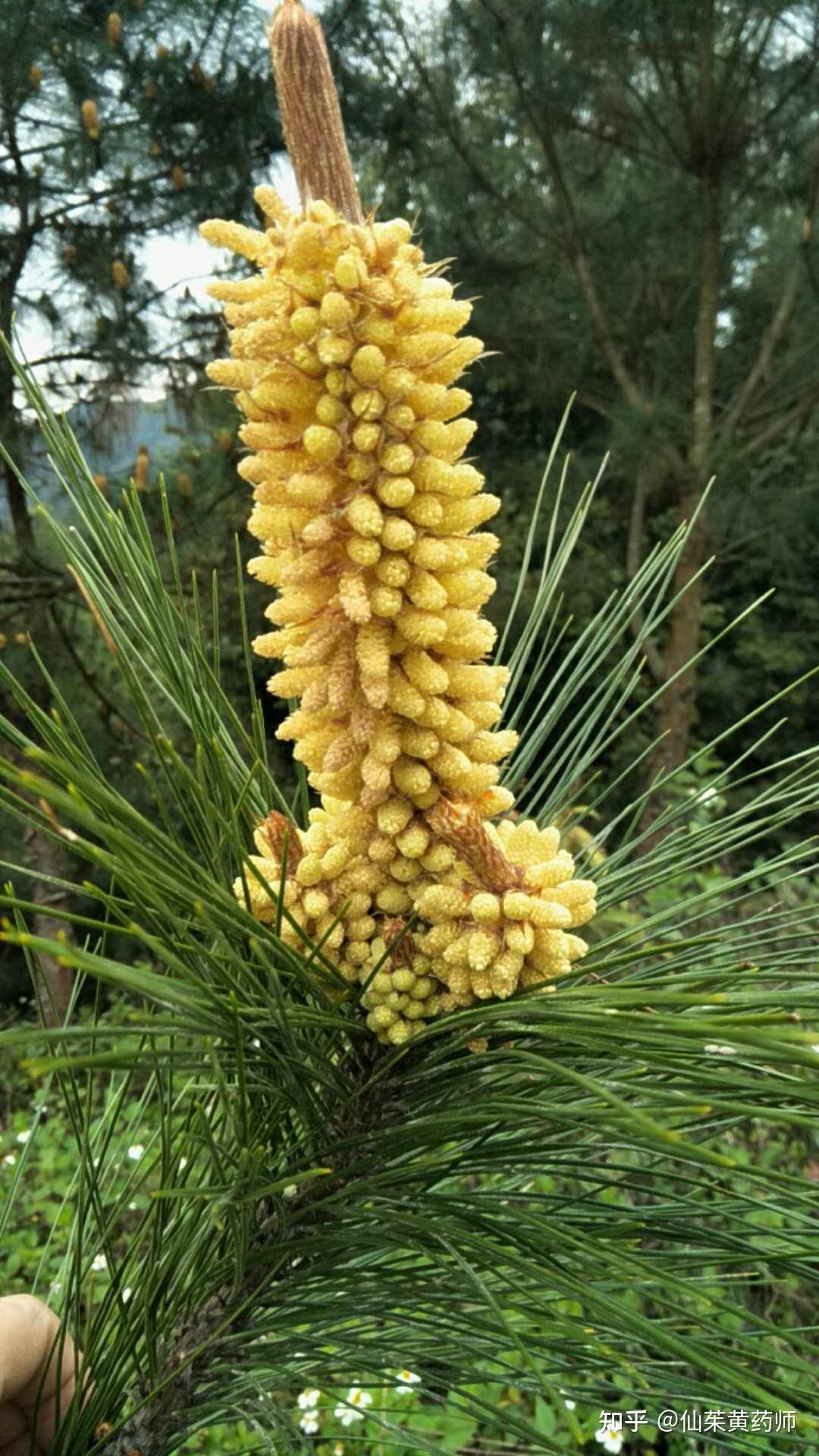 松科植物马尾松Pinus massoniana Lamb.的花。 知乎
