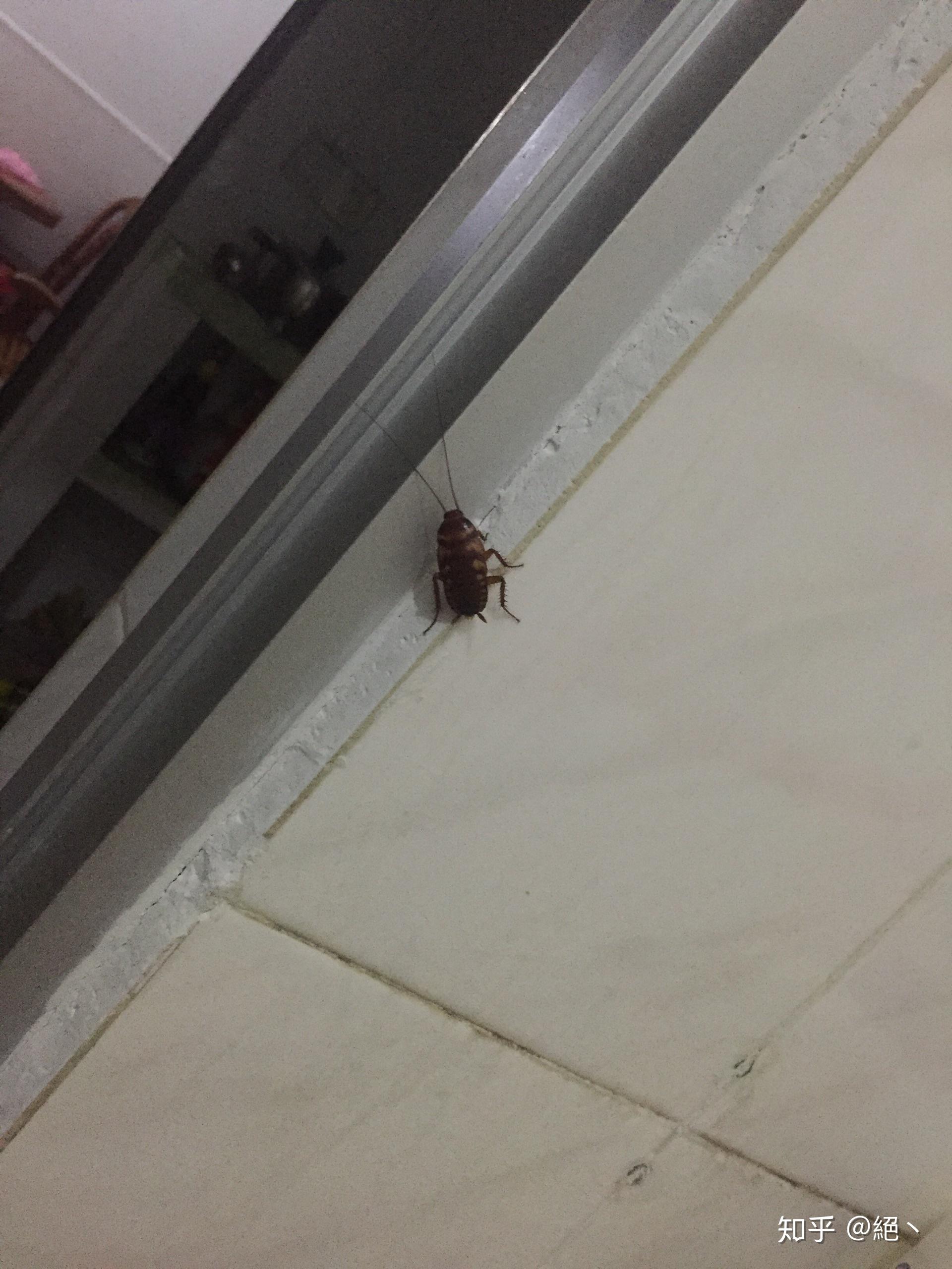 这是蟑螂吗为什么背部有花纹