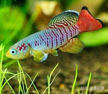 红珍珠短鲷_黄皮包着红珍珠,颗颗珍珠有骨头_红芽金钻珍珠罗汉松