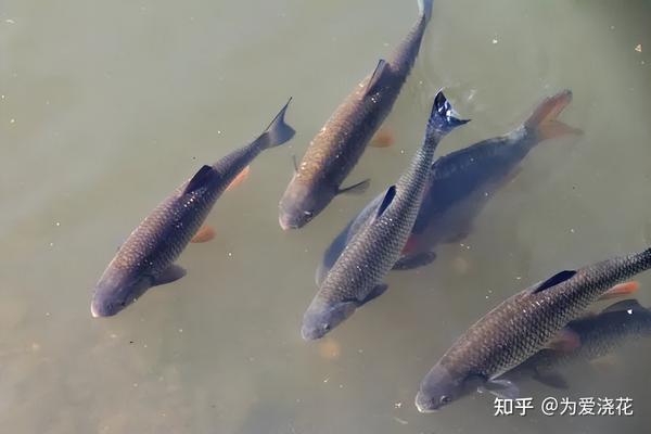 草鱼吃什么鱼粮长得快 不同阶段的草鱼饲料配方盘点 草鱼的前世今生 - 知乎