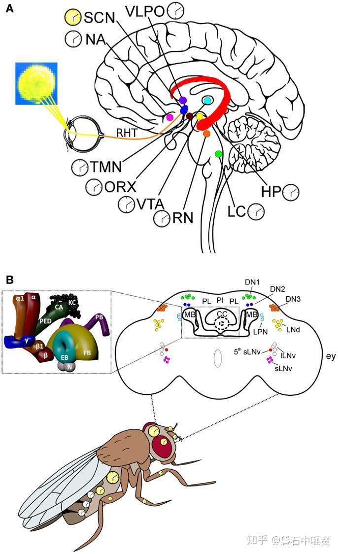 昼夜节律circadianrhythm生物钟