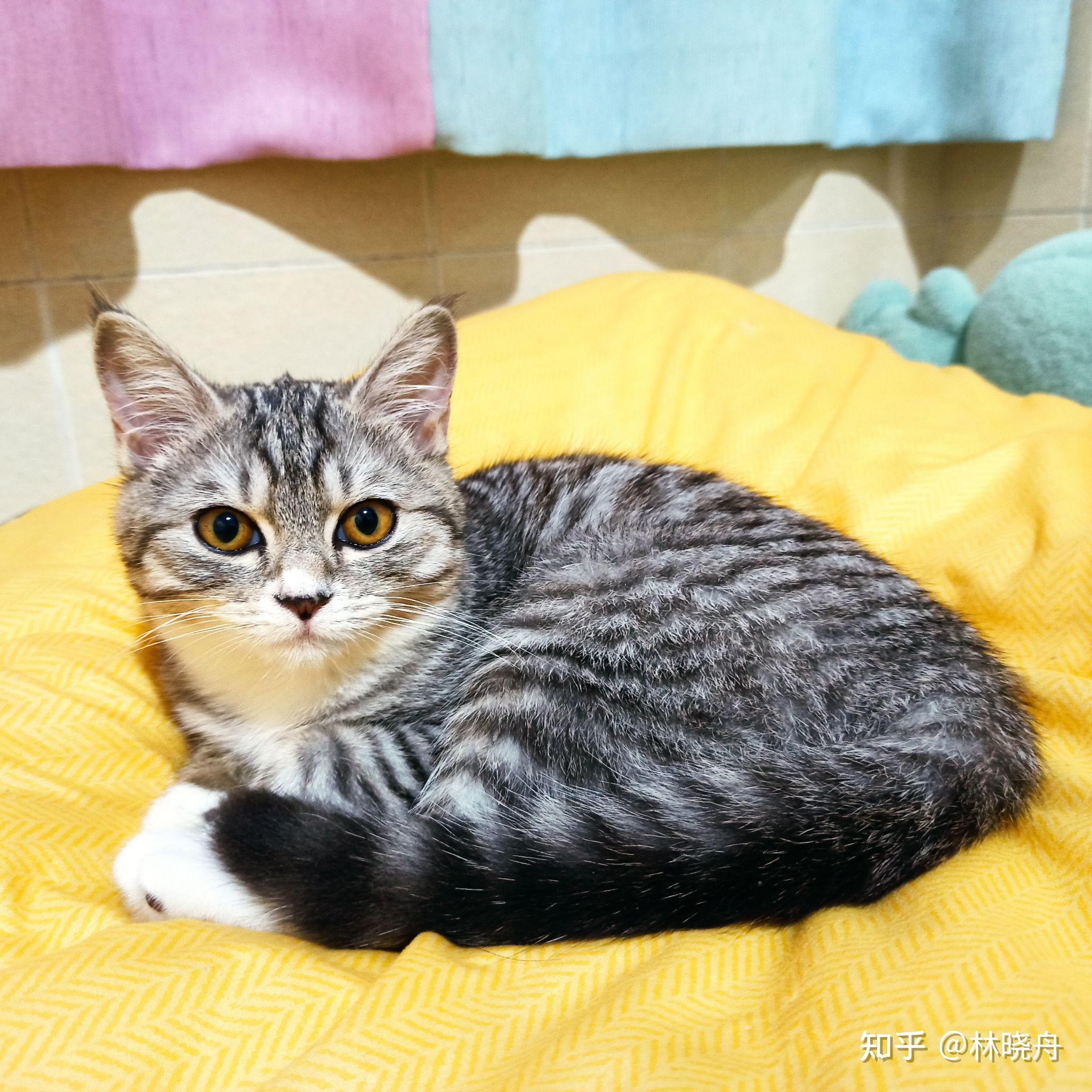这是美短还是狸花猫或者是串串啊?