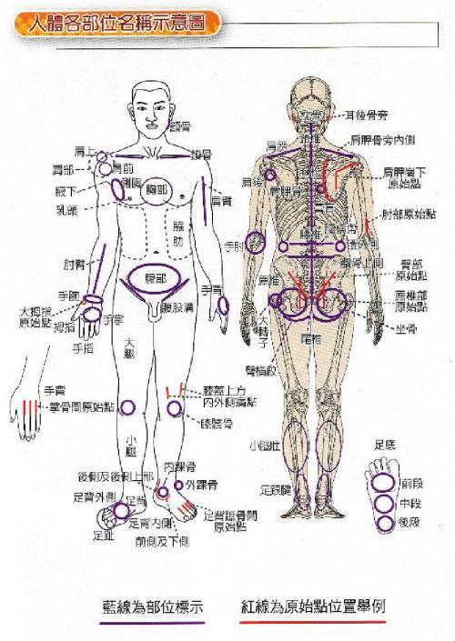 常用的人体体表标志线图片