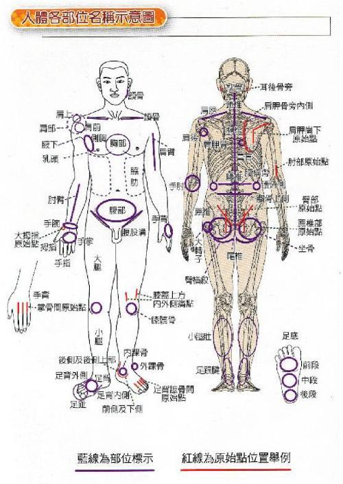 按摩基礎知識人體各部位名稱及體表標誌