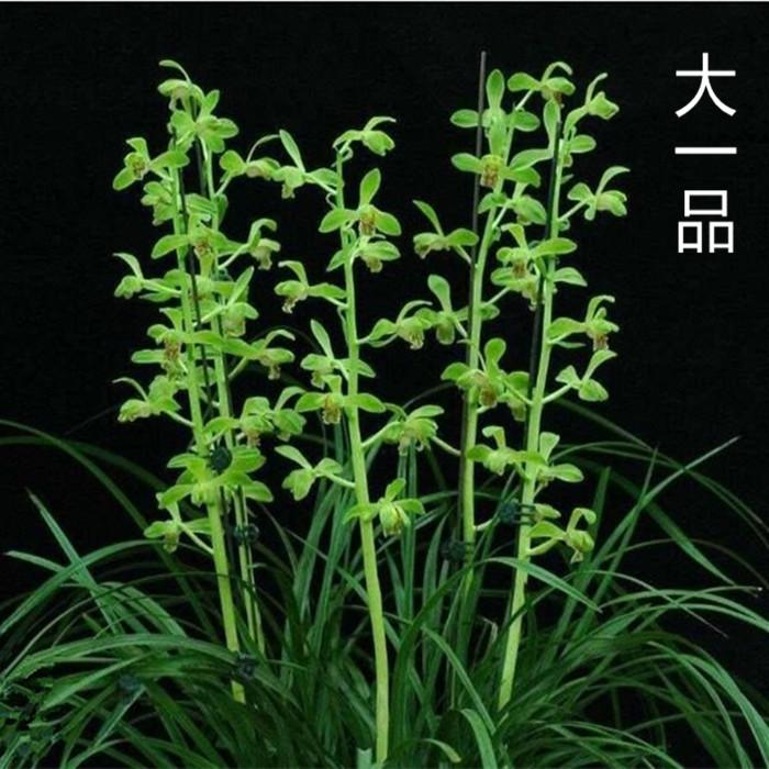 夏天花卉系列推薦:蕙蘭銘品老八種