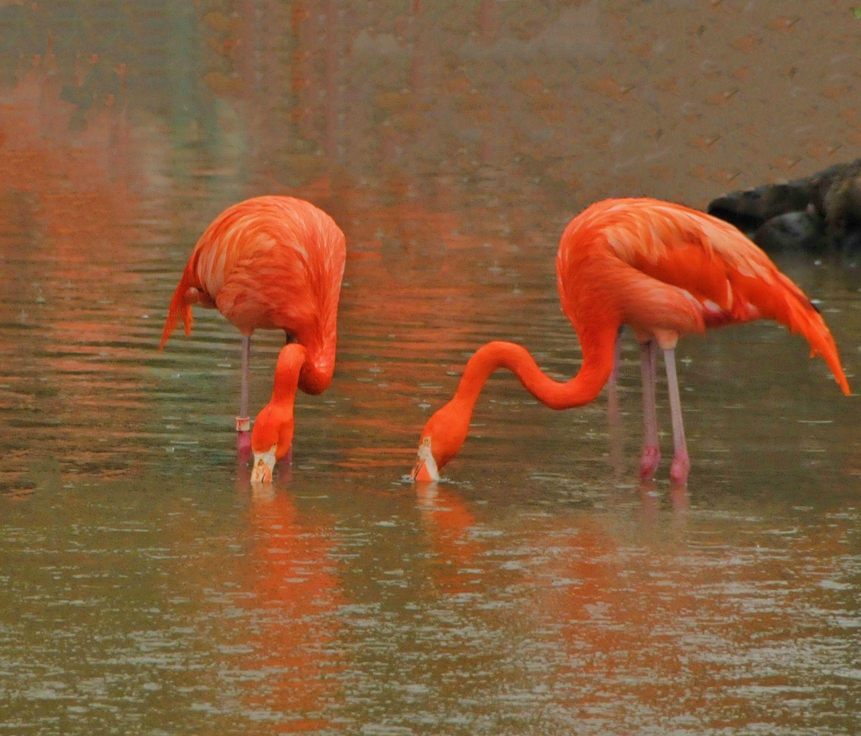 幸福的一对火烈鸟