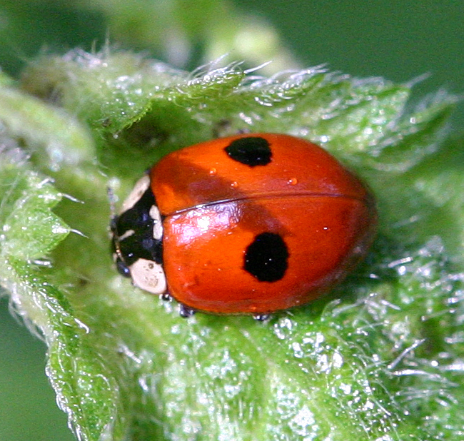 其实,瓢虫的种类相当繁多,已经不能简单的用"几颗星"来进行划分了.